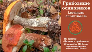 Грибовище осиновиков. Leccinum aurantiacum. Дневник грибника 28 сентября 2023 года.
