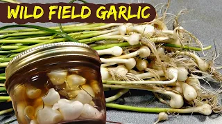 Wild Field Garlic Honey - How to harvest and use wild field garlic