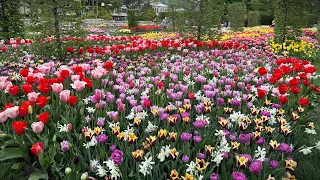 Tulip Tour at Longwood Gardens!!! Spring Bulb Garden Tour 🌷🌹🌷