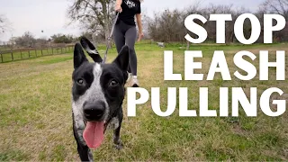 How to Train Your Dog to STOP PULLING on a Leash | The Easy Way!