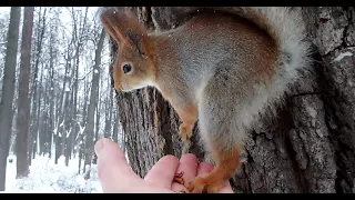 Кормлю подругу Длинноухого и Того Самого бельчонка / I'm feeding two familiar squirrels again