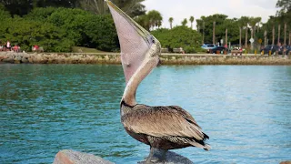 A Pelican Eating Fish