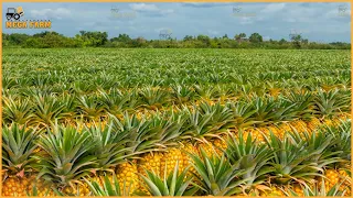 Epic Harvest: US Farmers Transform Millions of Acres into Food Paradise | Agriculture Farming