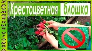 СУПЕР СРЕДСТВА ОТ КРЕСТОЦВЕТНОЙ БЛОШКИ!!!