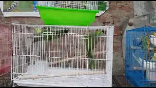 Talking Parrot Interacts Adorably With Owner#NATURALVIEWTV #VIEWTV #NATURAL #TV