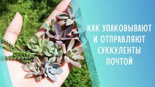 Упаковка и отправка суккулентов почтой.