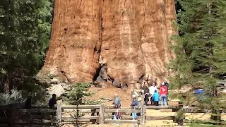 LES ARBRES LES PLUS GRANDS AU MONDE