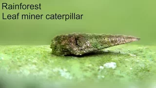 Rain Forest LEAF MINER caterpillar