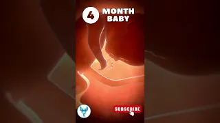 4 Months Baby in Mother's Belly | Embryo development | Baby development | Pregnancy