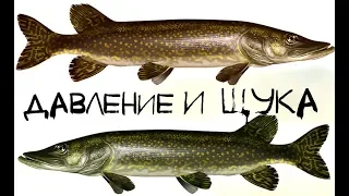 Как атмосферное давление влияет на клёв щуки?! При каком давлении щука лучше клюет?