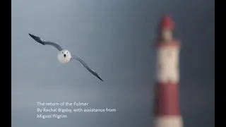 The return of the Fulmar