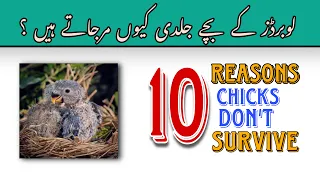 Why Love Birds Chicks Expire | 10 Reasons Love birds Chicks Die Suddenly |Solution OF Chicks Expire