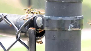 Capital Naturalist: European Paper Wasp