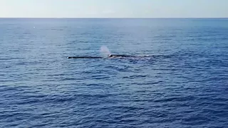 Sperm whale, in Madeira island 🐋(2)