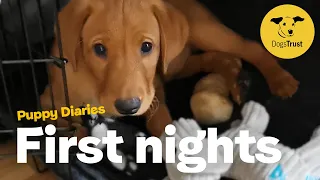 First nights with a new puppy | Dog School | Dogs Trust