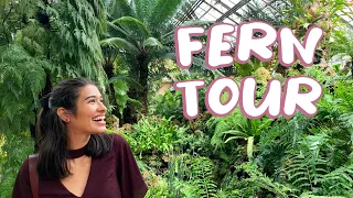 SO MANY FERNS 😱 | Tour Fern, Moss, and Cycad Plants at Lincoln Park Conservatory (Part 3)