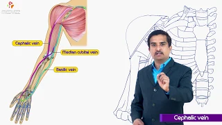 Cephalic vein - Gross anatomy of upperlimb medical animation  , Dr G Bhanu Prakash