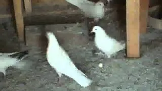 indian pigeon in bakersfield ca