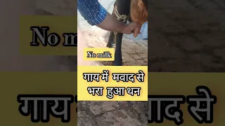 Chronic Mastitis ! गाय में मवाद से भरा हुआ थन ! treatment #shorts#viral  #ytshorts #trending #vet