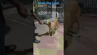 Street Dogs Hungry #shorts #ytshorts #shortvideo #puppylove #puppy #streetdog