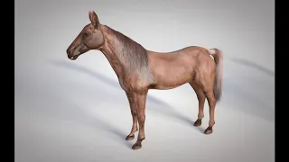 3D Model Horse Animal Low Poly at 3DExport.com