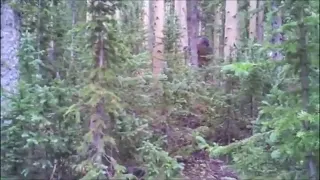 Bigfoot Sighting | Bigfoot Caught On Camera | Bigfoot Caught On Video