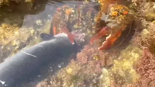 Big lobsters are eating eels on the beach!