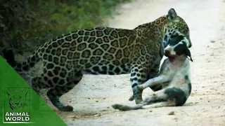 leopard attacks a neighbor's dog in the house. Shanan, Sanjauli, Shimla | Animal World