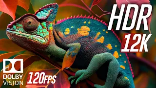 Wild Animals 12K HDR 120fps Dolby Vision