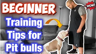 How to train your Pit bull for beginners! (Raw Footage)