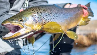 THIS BROWN TROUT WAS MASSIVE (Fly Fishing Montana)