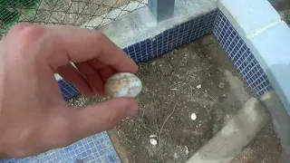 I find turtle eggs !! (audio in spanish)