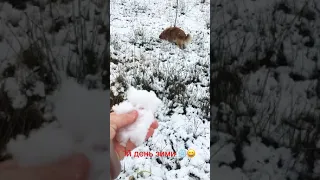 сніжок і мій сабачка 🐕 +❄️=✨💫