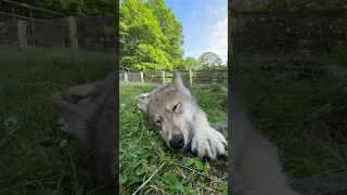 Your Moment of Wolf Pup Zen 🐺