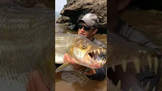 Tiger fish#world#viralshorts #youtubeshorts #viral #short #shortsdekho