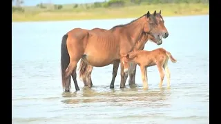 IN SEARCH OF WILD HORSES Shackleford Banks, NC