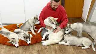 How My Dog Treats a Disrespectful Husky Puppy! Cutest Puppies