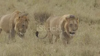 Two male lions in the Masai Mara, Kenya Africa