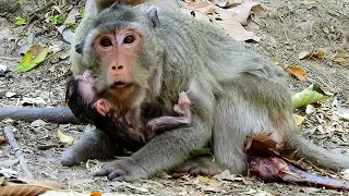 2 Minutes after monkey Merry give a birth-How is Merry give birth baby