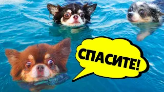 ПОБЕГ ОТ НЯНИ! ОДНИ ДОМА И НА МОРЕ! ВОЛШЕБНЫЕ ПИТОМЦЫ ПРОТИВ НОВОЙ НЯНИ