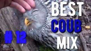 best coub mix #12