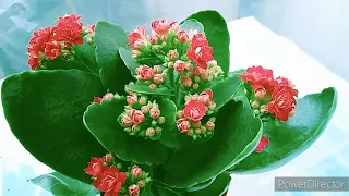 Kalanchoe Flower Plant In Winter Season