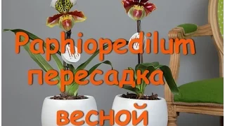 Paphiopedilum ПЕРЕСАДКА в новый грунт -SERAMIS (Серамис)