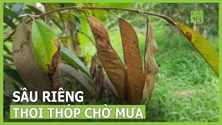 Sầu riêng thoi thóp chờ mưa | VTC16