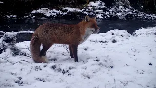 Stunning Red Fox foraging in the snow for food, on the Isle of Skye