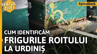 Cum IDENTIFICĂM FRIGURILE ROITULUI la urdiniș [Sfatul zilei]