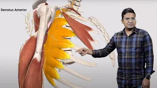 E6 Sample Video: Brachial plexus and it's injuries (Anatomy)