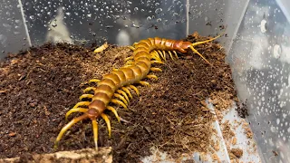 아시아종을 하찮아지게 만드는 남미종 지네 로부스타 | Scolopendra sp "Robusta" | Robusta centipede | the biggest centipede