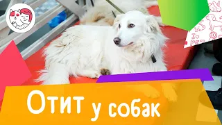 5 популярных вопросов про отит у собак