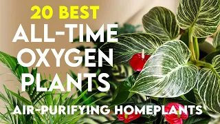 20 Permanent Oxygen Plants for Indoor | Easy Care Air Purifying Plants for Home